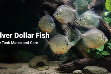 School of round silver dollar fish swimming in a large aquarium with driftwood